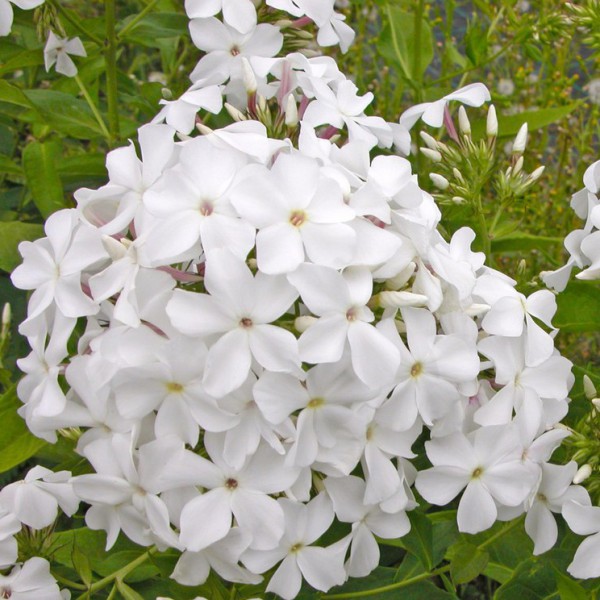 carevna lebed-600x600