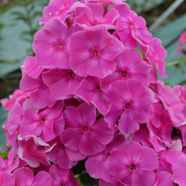 malina_rannjaja-600x600